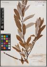 Foto von Salix discolor Muhl.